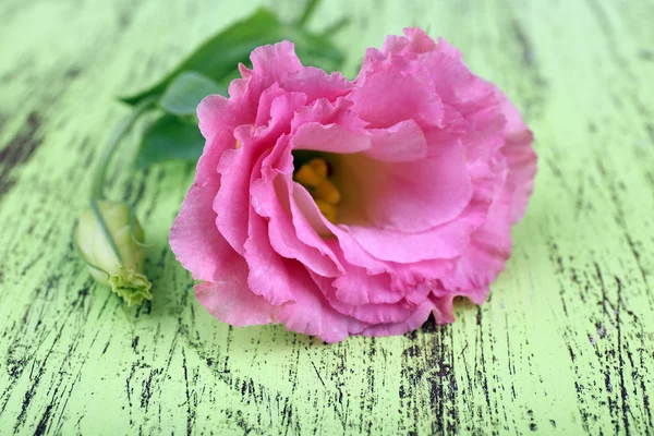 Flores de Eustoma — Foto de Stock