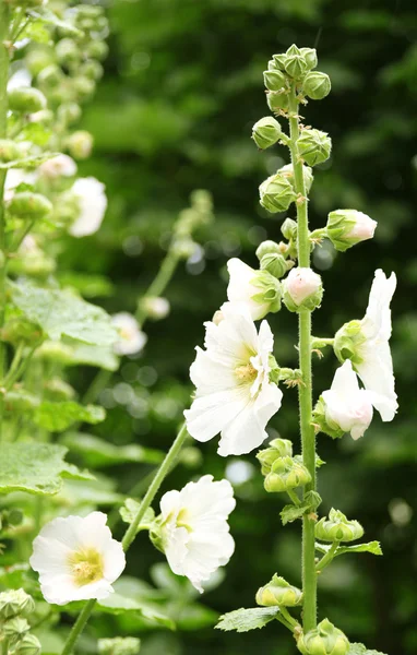 Beautiful flower in garden — Stock Photo, Image