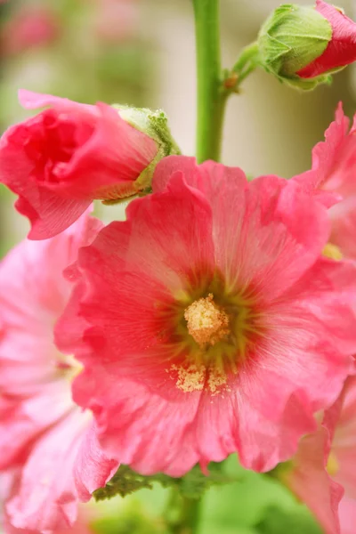 Belle fleur dans le jardin — Photo