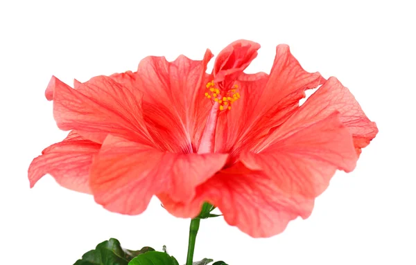 Kırmızı hibiscus çiçek, yakın çekim, izole üzerinde beyaz — Stok fotoğraf
