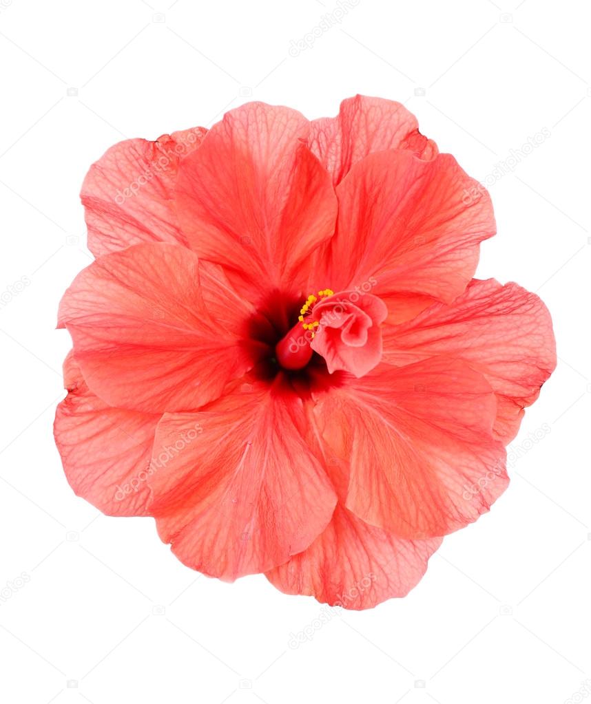 Red Hibiscus flower, close-up, isolated on white