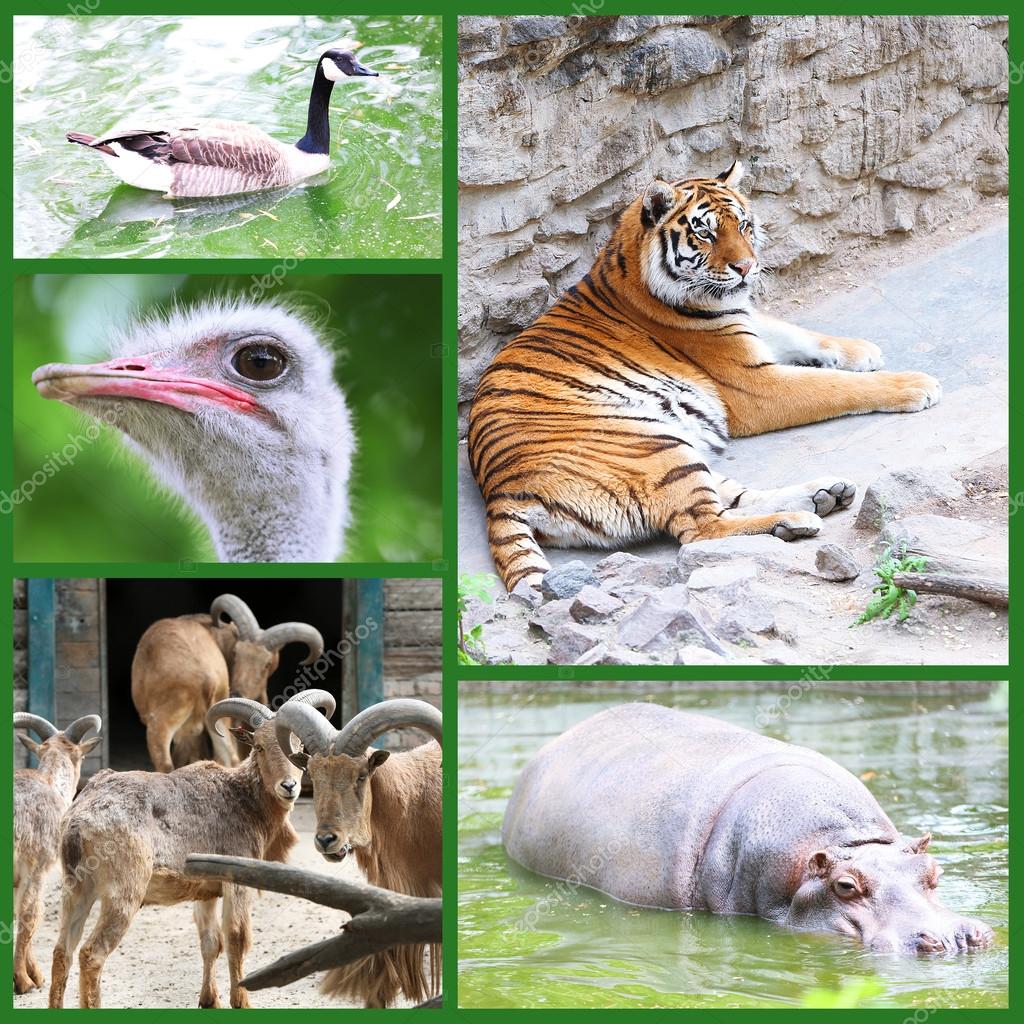 Zoo collage
