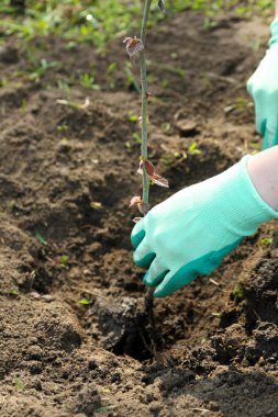 Bahçıvan dikim ağaç bahar