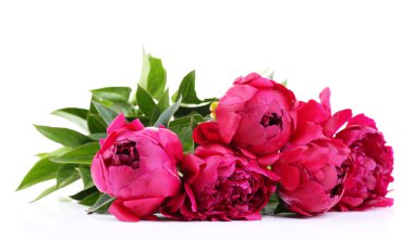 güzel pembe peonies