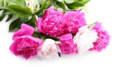 güzel pembe ve beyaz peonies