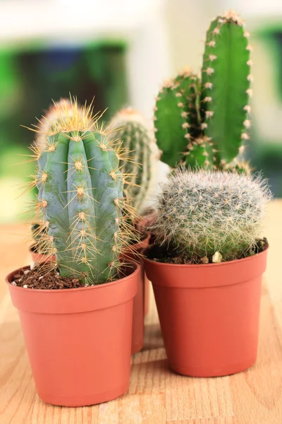 Collectie van cactussen — Stockfoto