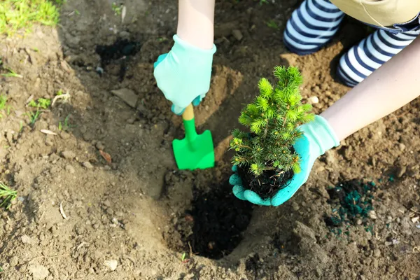 Gärtner pflanzt Baum im Frühjahr — Stockfoto