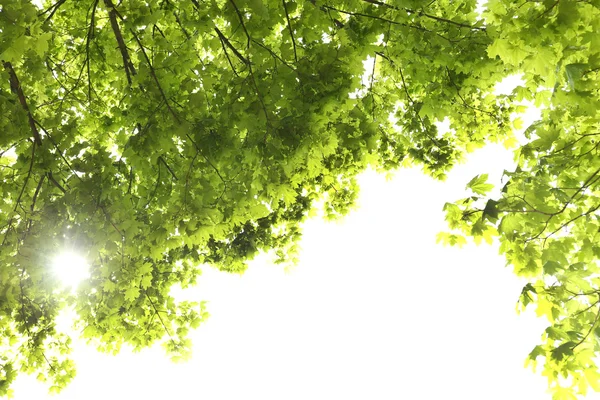 Belle foglie primaverili su albero — Foto Stock