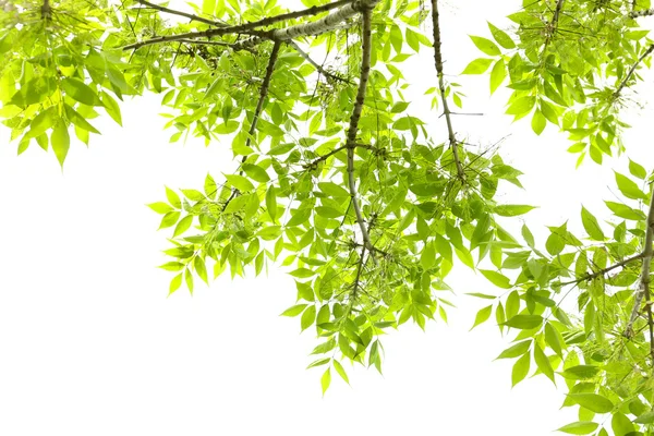 Hermosas hojas de primavera en el árbol — Foto de Stock