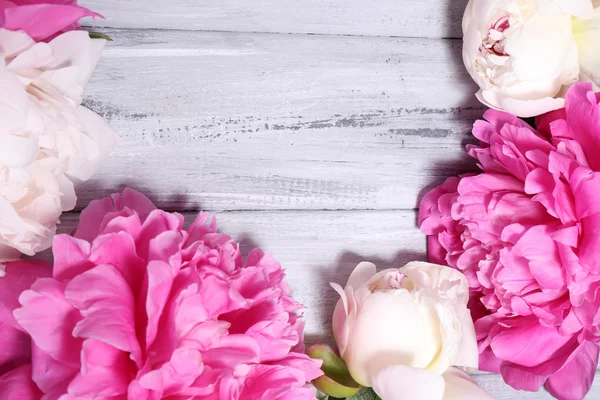Beautiful pink and white peonies — Stock Photo, Image