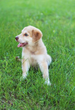 açık havada küçük şirin golden retriever yavru
