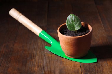 mikrop pot ve kürek kemiği üzerinde ahşap tablo