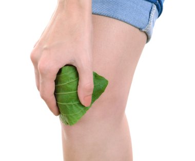 Plantain leaves on knee clipart