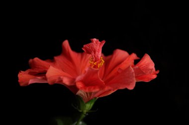 Kırmızı hibiscus çiçek, yakın çekim, izole üzerinde siyah