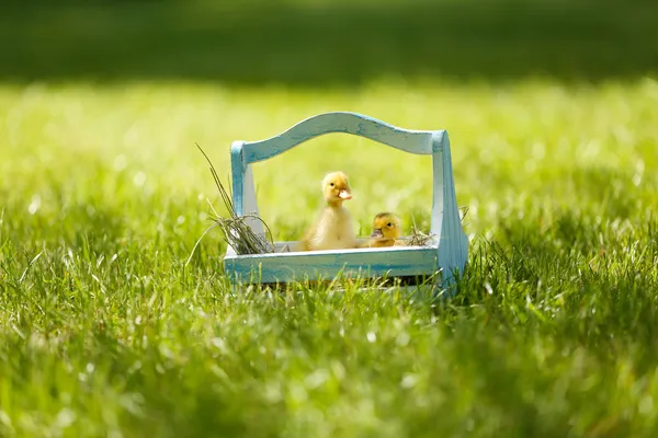 Malý roztomilý Kachňata v dřevěné koše na zelenou trávu, venku — Stock fotografie
