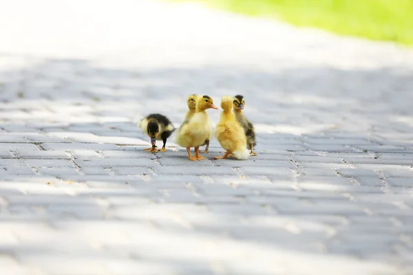 Pequenos patinhos bonitos, ao ar livre — Fotografia de Stock