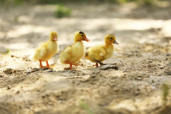 Little cute ducklings on sand, outdoors — Stock Photo, Image