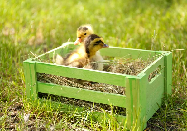 Niewiele cute kaczki na zielonej trawie w drewniane pudełko na zewnątrz — Zdjęcie stockowe