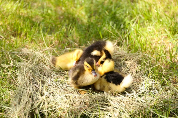 干草，在户外的小可爱鸭子 — 图库照片