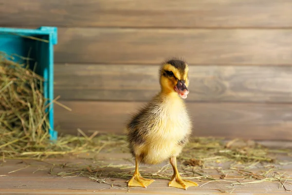 Little cute duckling in barn — Stock Photo, Image