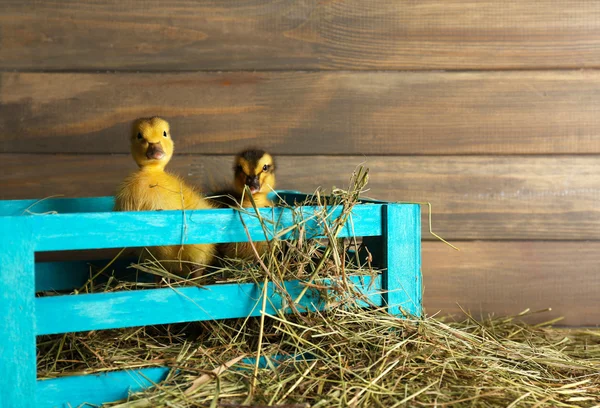 Weinig schattig eendje in schuur — Stockfoto