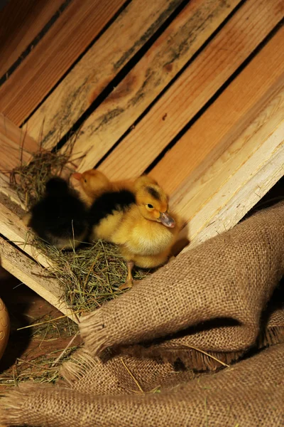 Niewiele cute kaczki w stodole — Zdjęcie stockowe