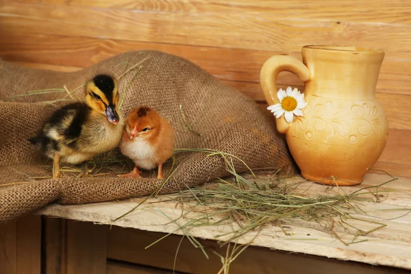 Beetje schattig eendje en kip in schuur — Stockfoto