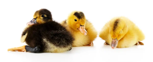 Pequeños patitos lindos aislados en blanco — Foto de Stock