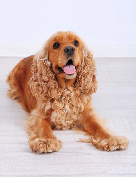 English cocker spaniel im zimmer — Stockfoto