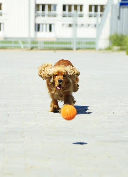 Cocker anglais spaniel à l'extérieur — Photo