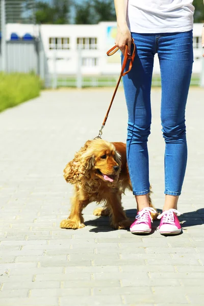 Inglés cocker spaniel y propietario al aire libre —  Fotos de Stock