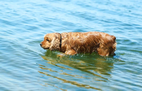 英国可卡犬在河中 — 图库照片