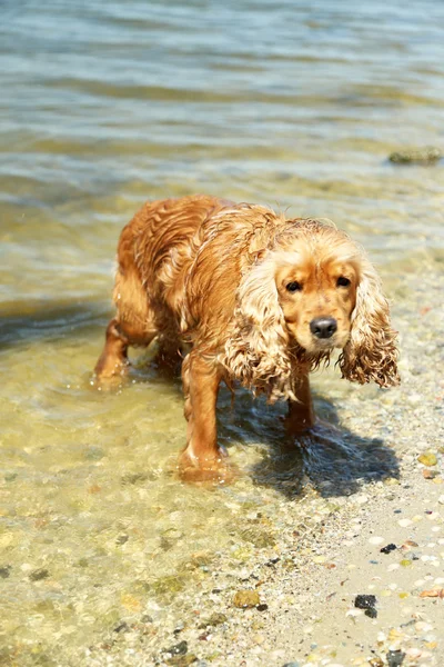 Cocker anglais épagneul en rivière — Photo