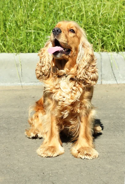 English cocker spaniel outdoors — Stock Photo, Image