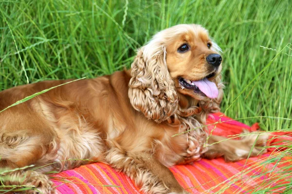 Cocker anglais spaniel à l'extérieur — Photo