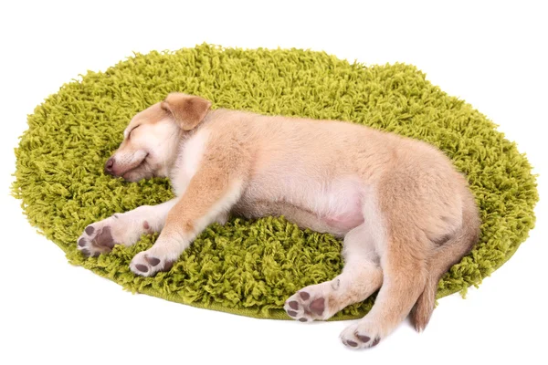 孤立的白色衬底上的绿色地毯上的小小可爱的黄金猎犬小狗 — 图库照片