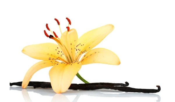 Lily bloem en vanille stokken geïsoleerd op wit — Stockfoto