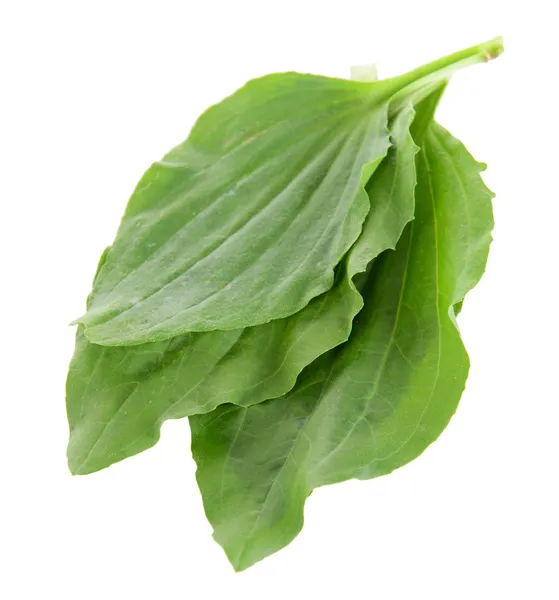 Feuilles de plantain isolées sur blanc — Photo