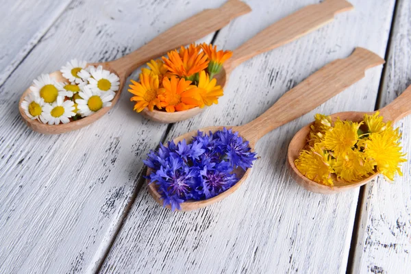 Fresh medical herbs in wooden spoons on table close-up — Stock Photo, Image