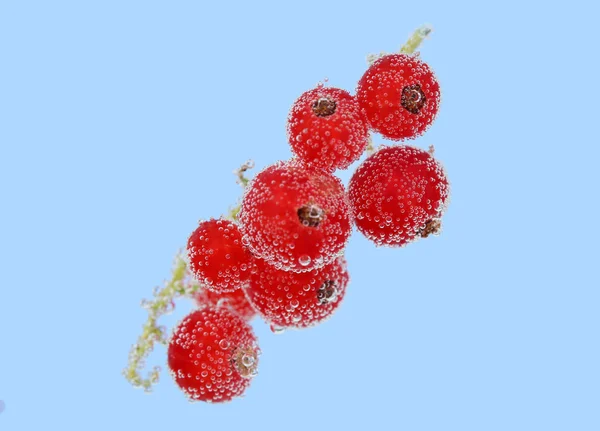 Piękne dojrzałe porzeczki czerwone w wodzie z bąbelkami, na białym tle — Zdjęcie stockowe