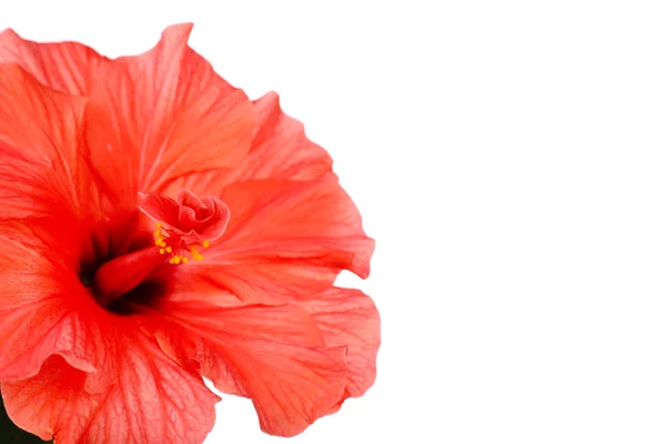 Red Hibiscus flor, close-up, isolado em branco — Fotografia de Stock