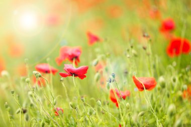 haşhaş çiçekleri