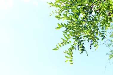 güzel bahar yaprakları