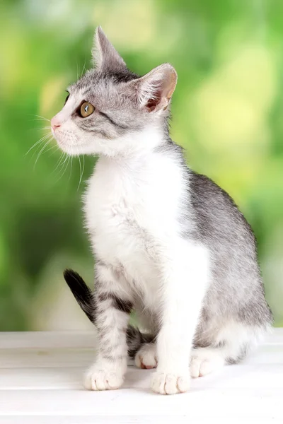 木製のテーブルに小さな灰色の子猫 — ストック写真