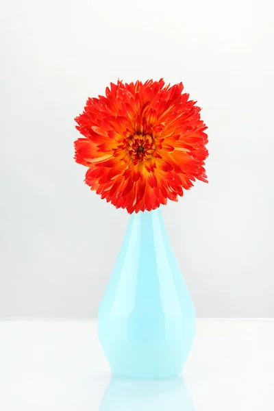 Dahila in vase n white — Stock Photo, Image