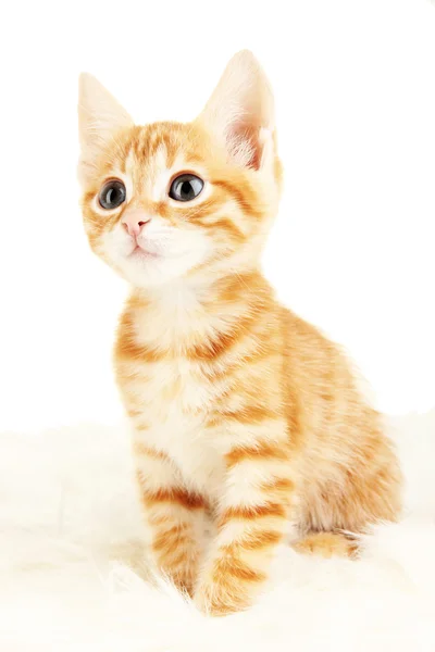 Cute little red kitten — Stock Photo, Image