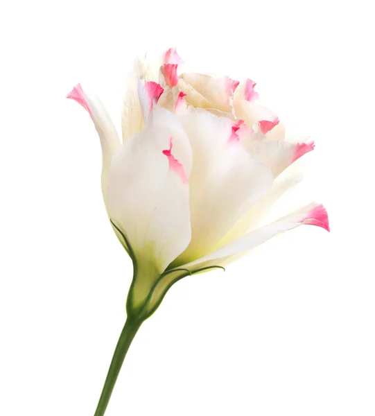 Flor de eustoma — Foto de Stock