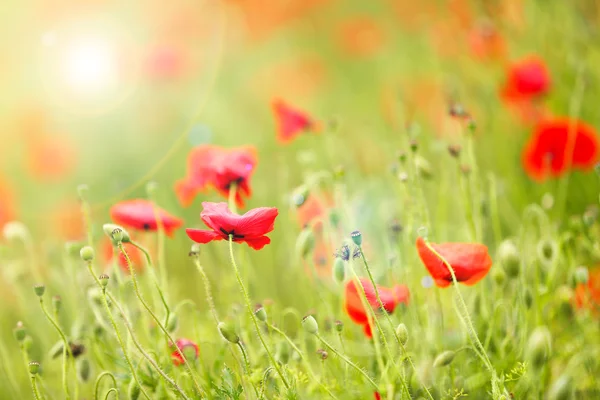 Flores de amapola — Foto de Stock