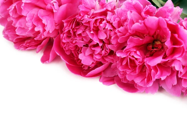 Lindas peônias rosa — Fotografia de Stock
