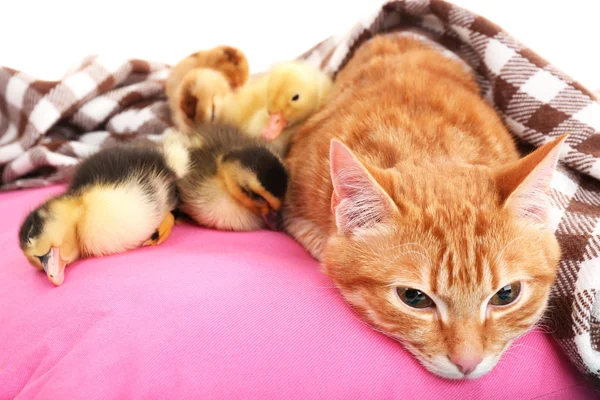 Red cat with cute ducklings — Stock Photo, Image